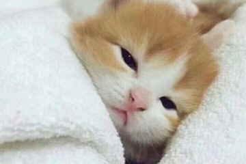 理性吃瓜，有一说一，长城这次的做法让人寒心